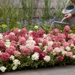 Hortenzia metlinatá (Hydrangea paniculata) ´GROUNDBREAKER® RUBY´ by LIVING CREATIONS®´ - výška 10-20 cm, kont. C2L